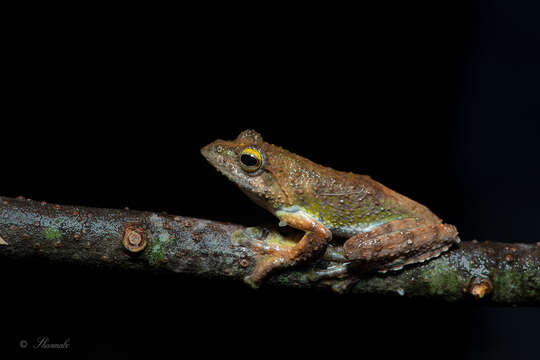 Image of Kalakkad tree frog