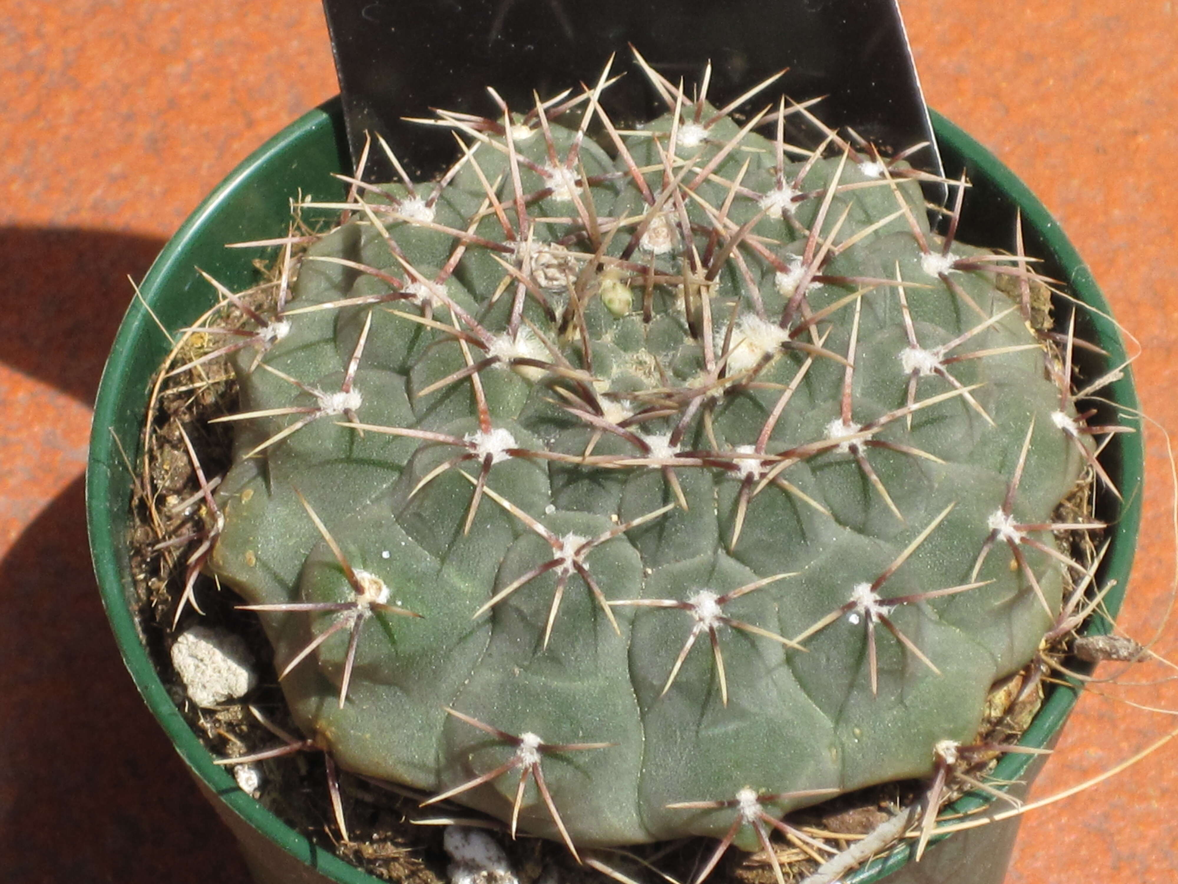 Imagem de <i>Gymnocalycium quehlianum</i>