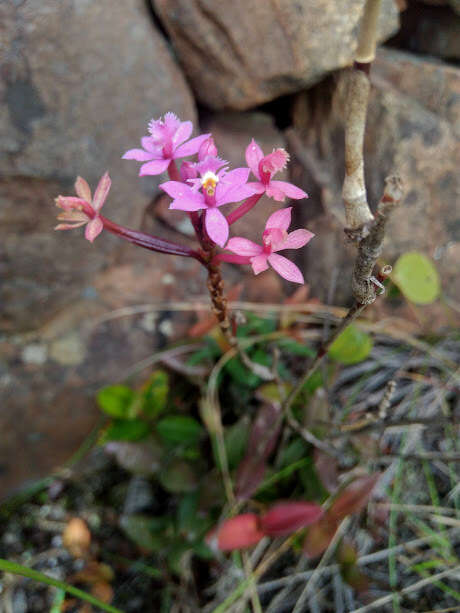 Image of Epidendrum arachnoglossum Rchb. fil. ex André