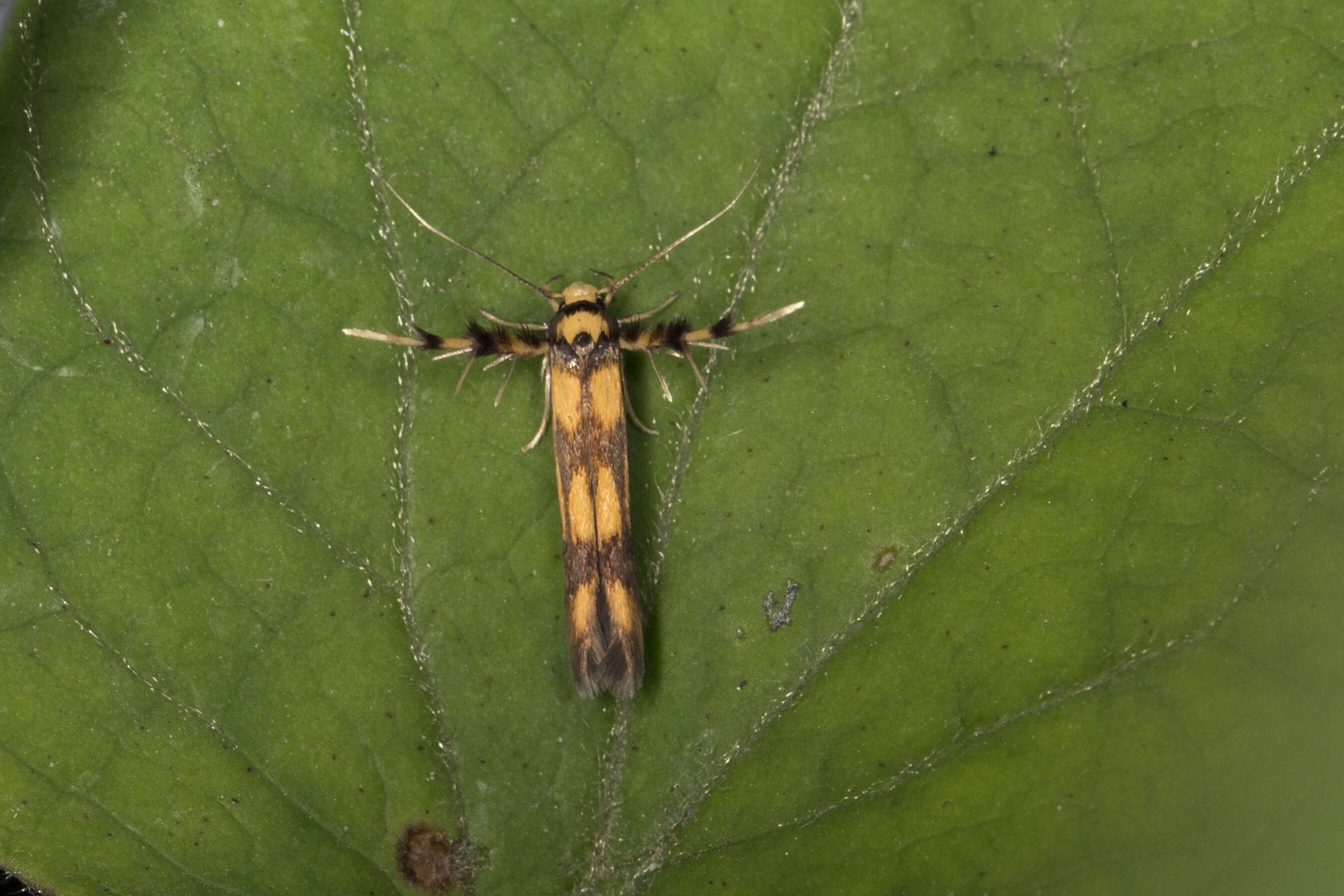 Слика од Stathmopoda pedella Linnaeus 1761