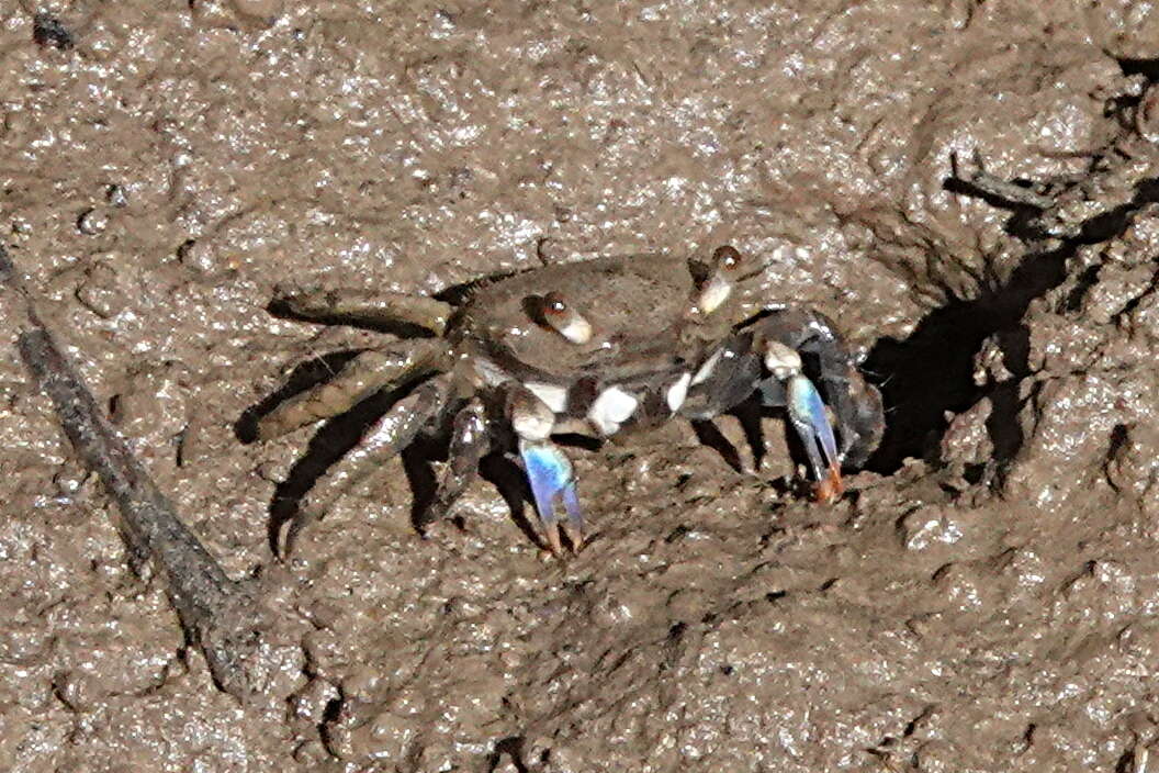 Sivun Australoplax tridentata (A. Milne-Edwards 1873) kuva