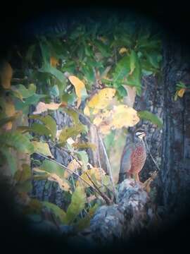 Image of Chinese Francolin