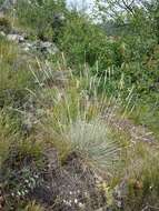 Plancia ëd Festuca pallens Host