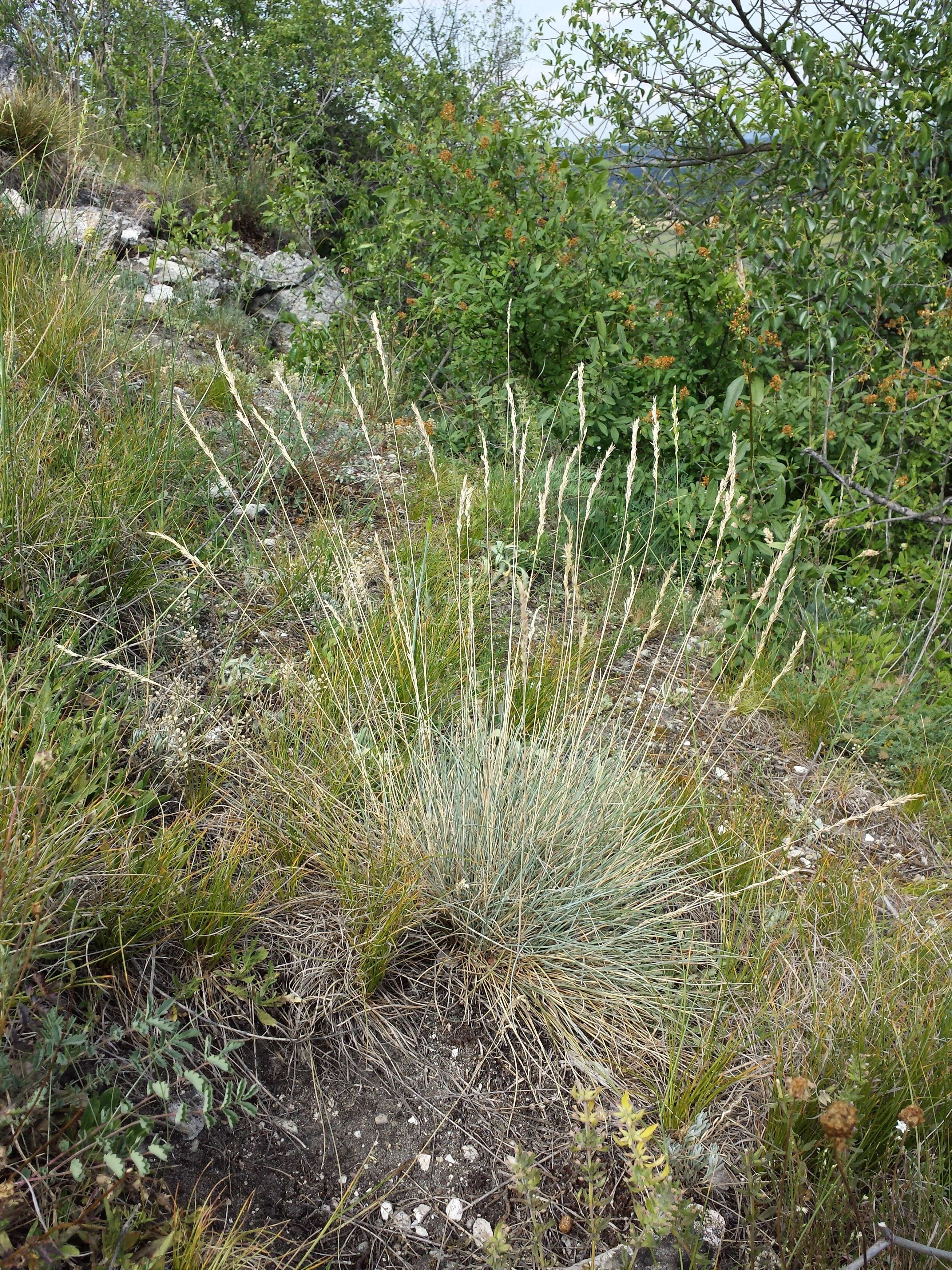 Слика од Festuca pallens Host