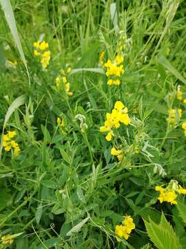 Слика од Lathyrus pratensis L.