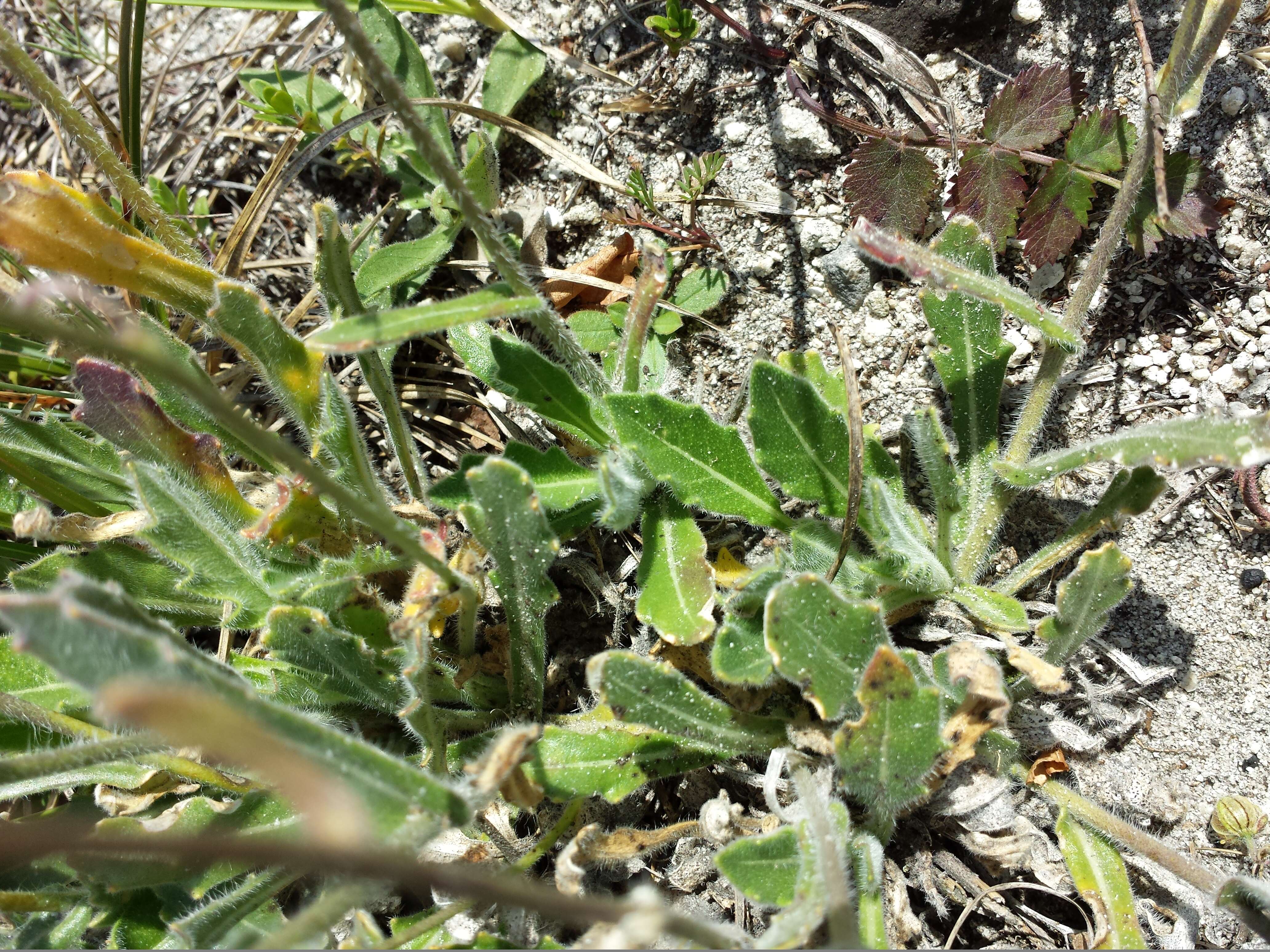 Image of Buckler Mustard