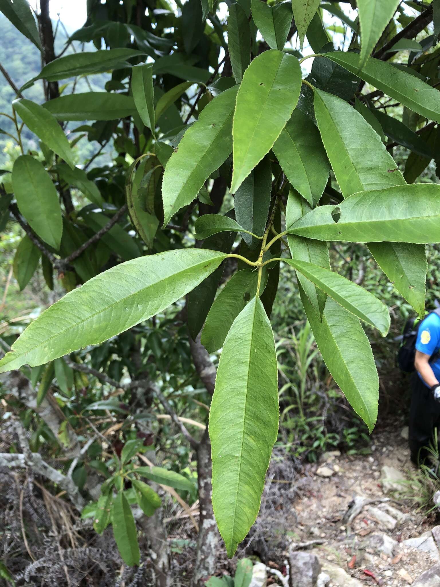 Image de Photinia serratifolia var. lasiopetala (Hayata) H. Ohashi