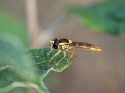 Sphaerophoria scripta (Linnaeus 1758) resmi