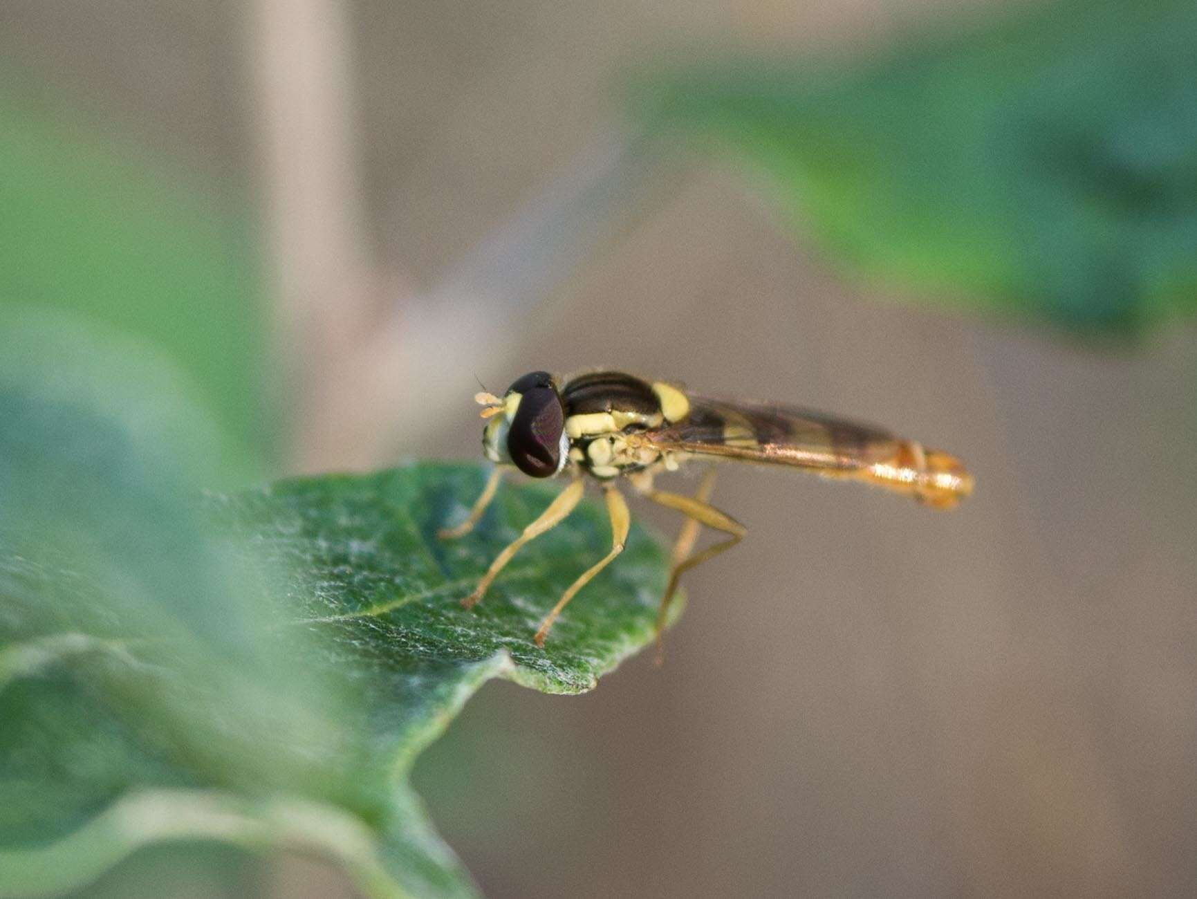 Sphaerophoria scripta (Linnaeus 1758) resmi