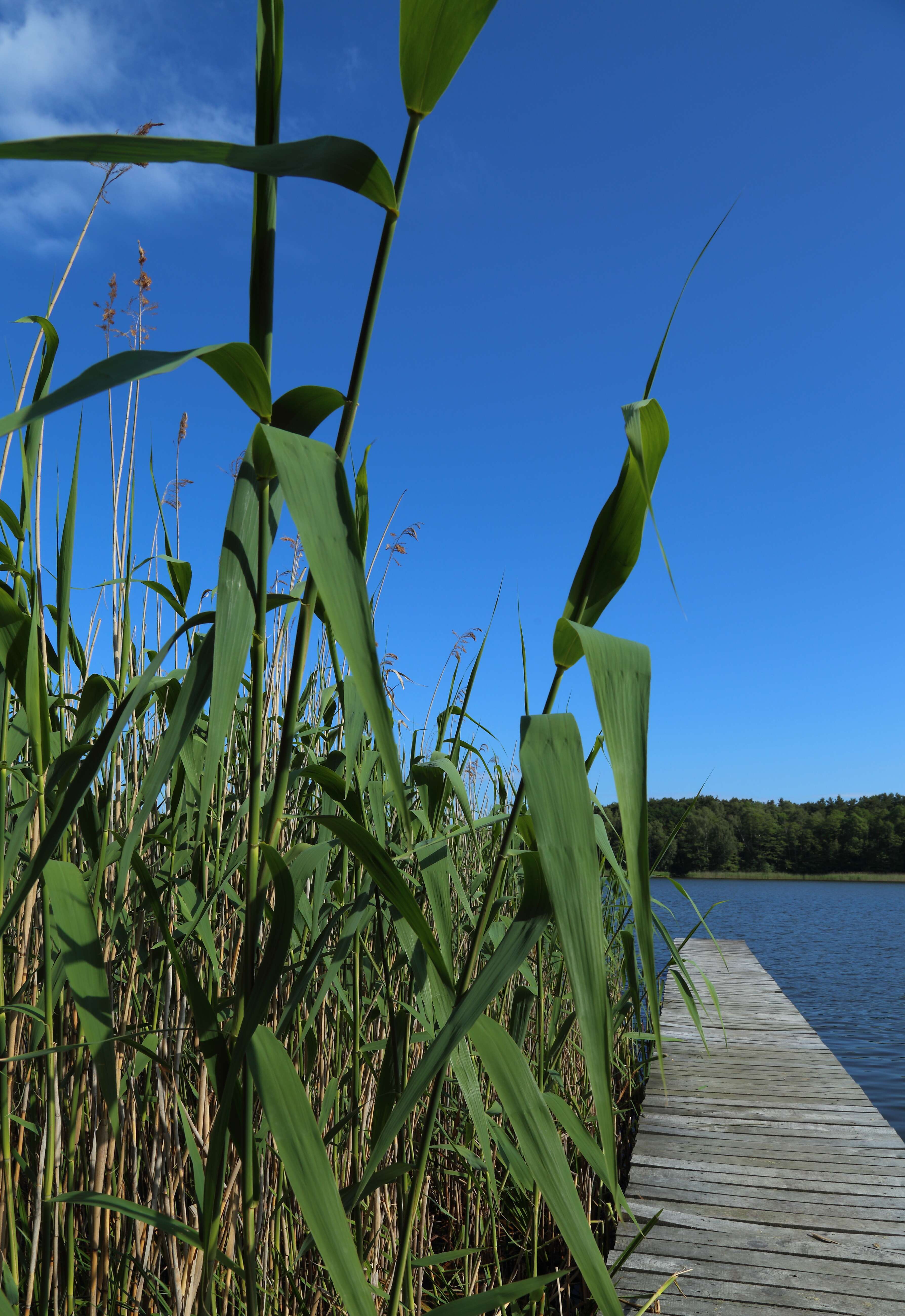 Image of common reed