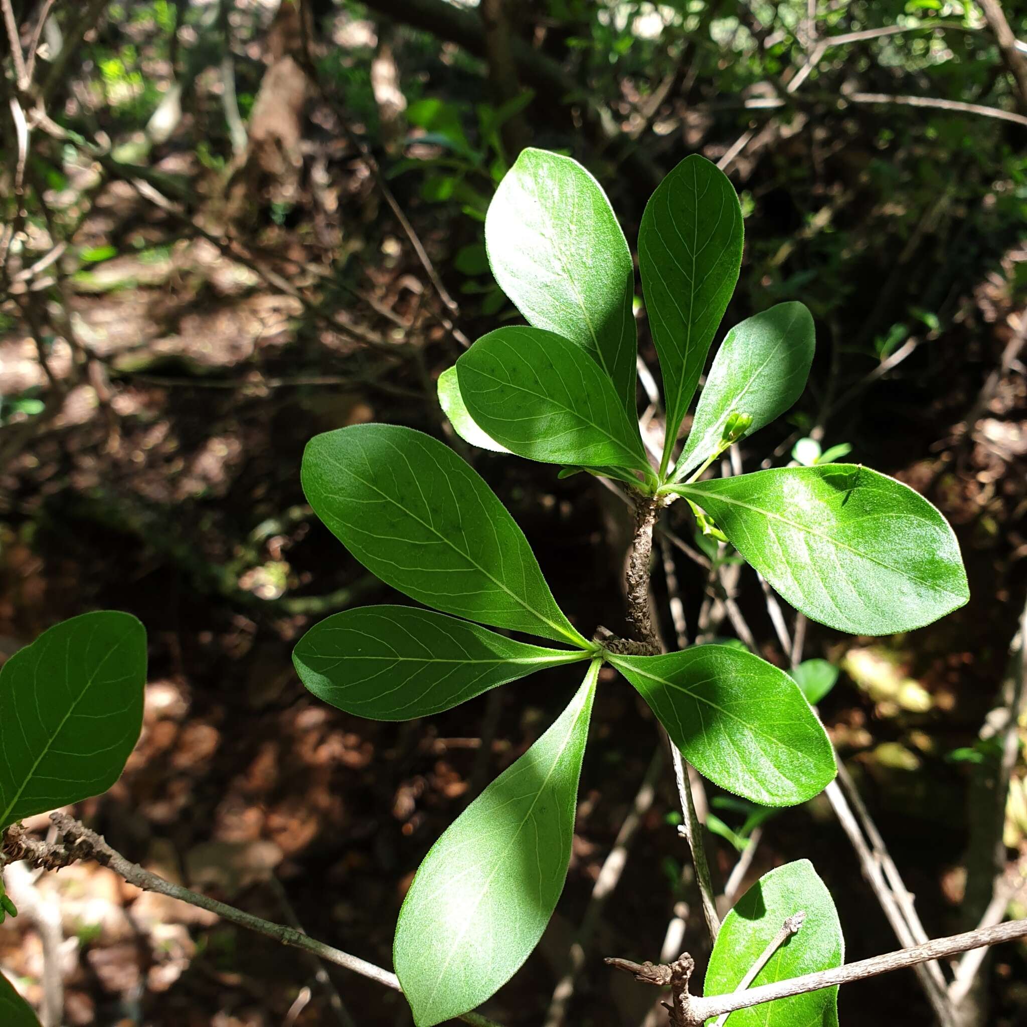 صورة Pavetta gardeniifolia var. subtomentosa K. Schum.