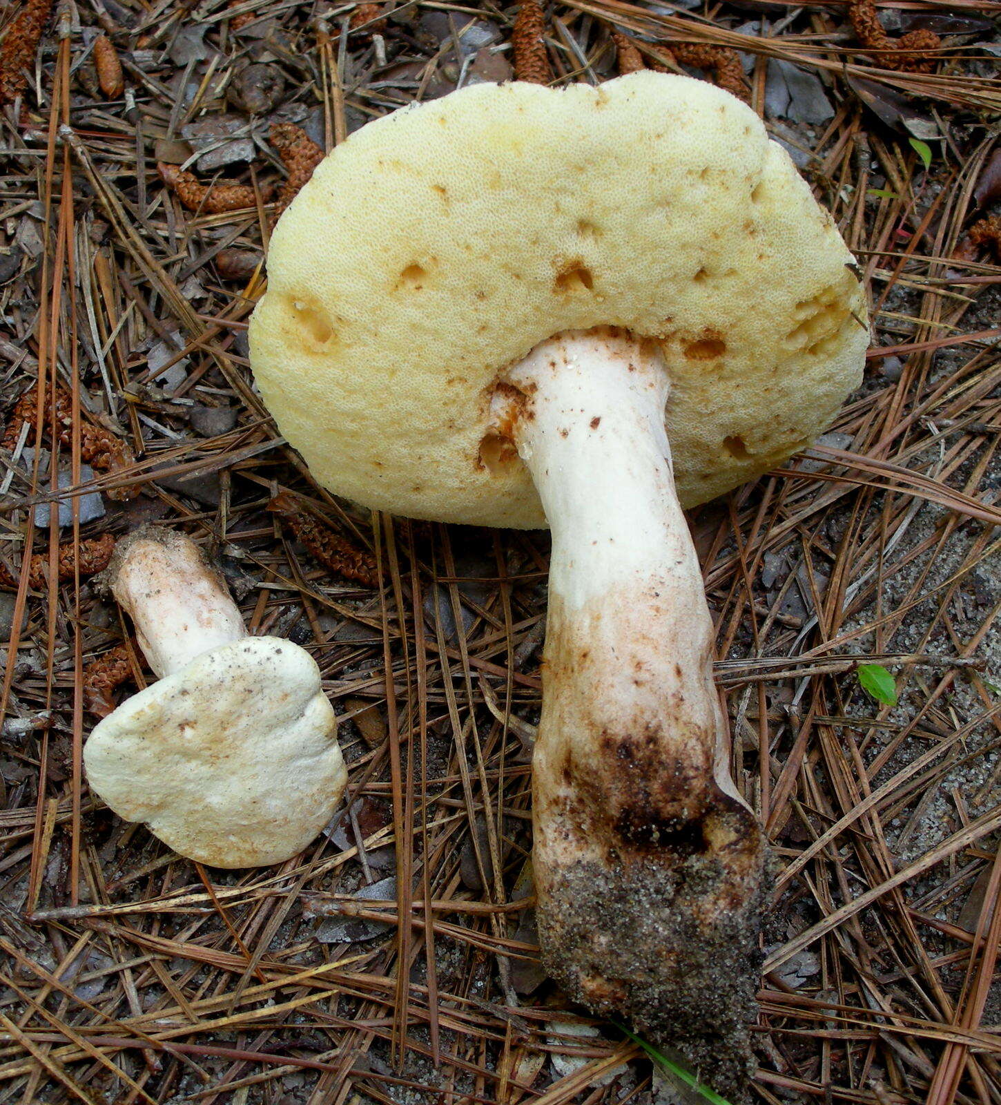 Image of Gyroporus subalbellus Murrill 1910