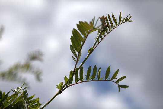 Image of Sorbus scalaris Koehne