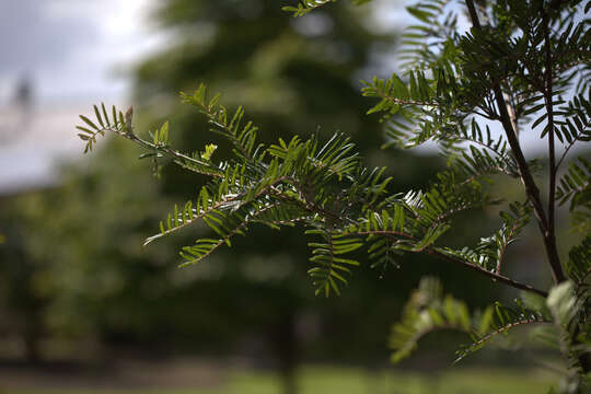 Image of Sorbus scalaris Koehne