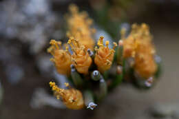 Imagem de Ephedra frustillata Miers