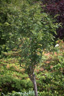 Image of Sorbus scalaris Koehne