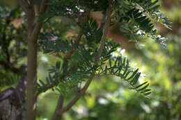 Image of Sorbus scalaris Koehne