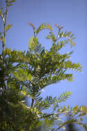 Image of Sorbus scalaris Koehne