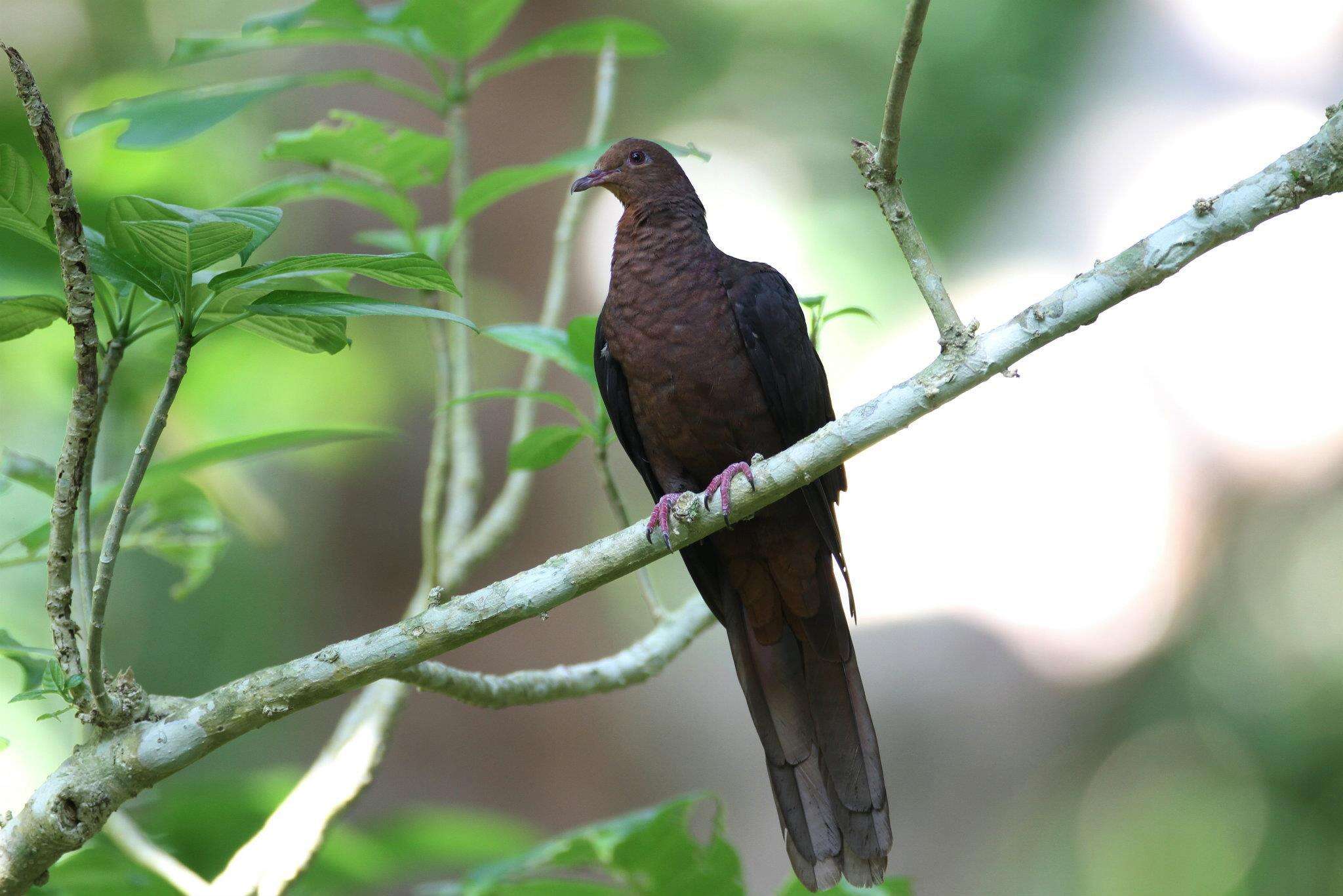 صورة Macropygia tenuirostris Bonaparte 1854