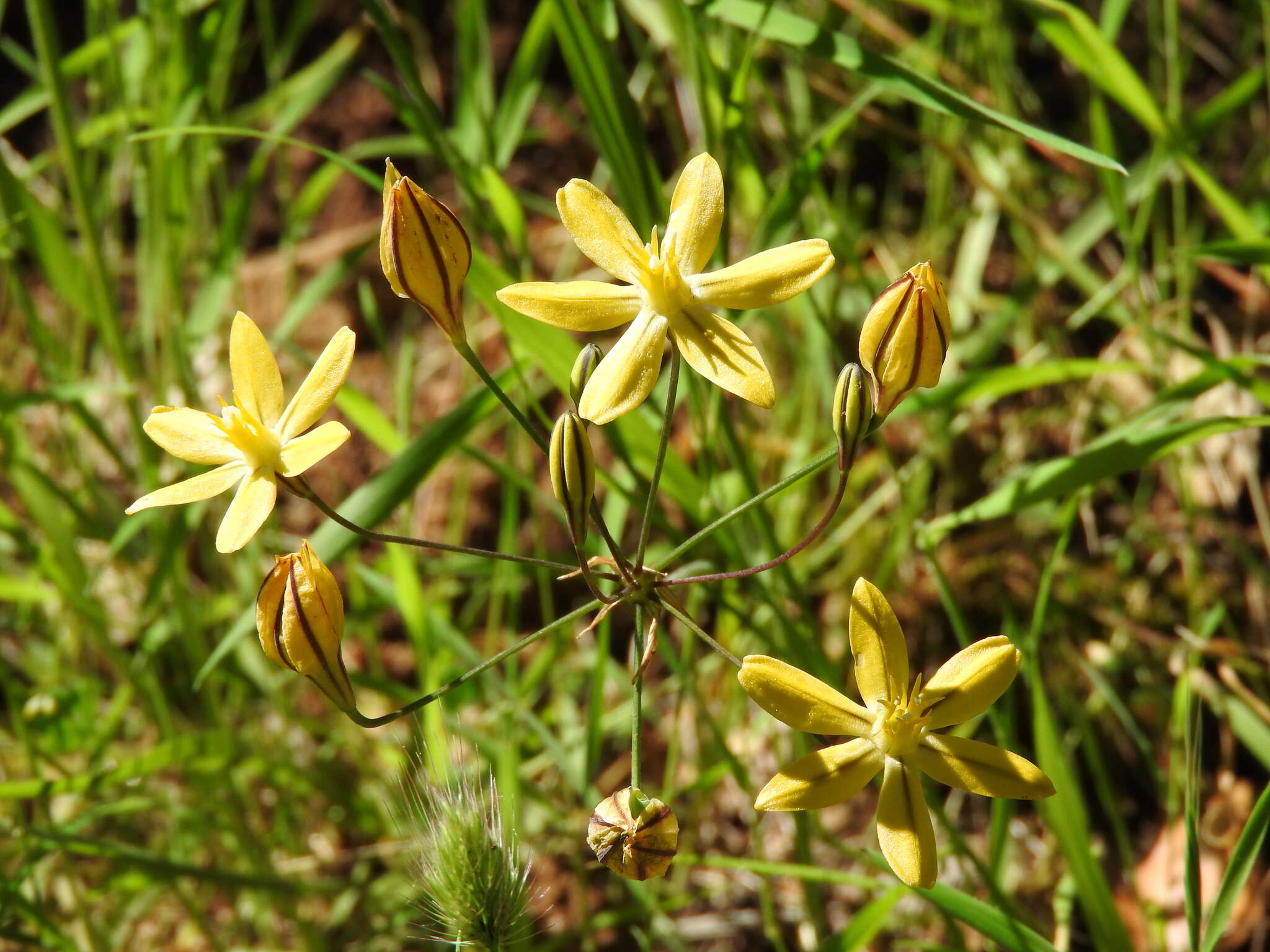 Sivun Triteleia ixioides (Dryand. ex W. T. Aiton) Greene kuva