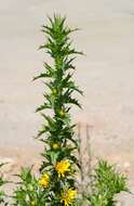 Image of Spanish oyster thistle