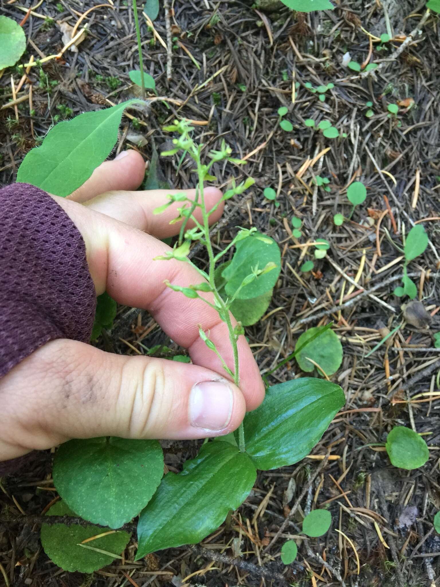 Neottia banksiana (Lindl.) Rchb. fil. resmi