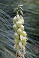 Image of soapweed yucca