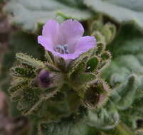 Image of blacktack phacelia