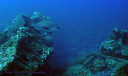 Image of Mangrove red snapper