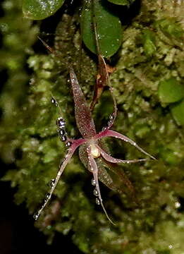 Image of Lepanthes calimae P. Ortiz