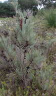 Image of Allocasuarina humilis (Otto & A. Dietr.) L. A. S. Johnson