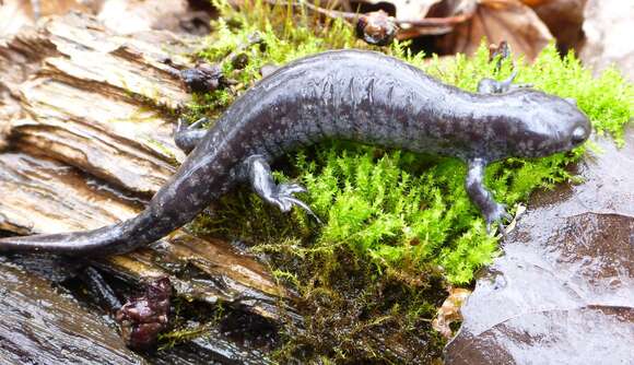 Image of Smallmouth Salamander