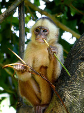 Image of White-fronted Capuchin