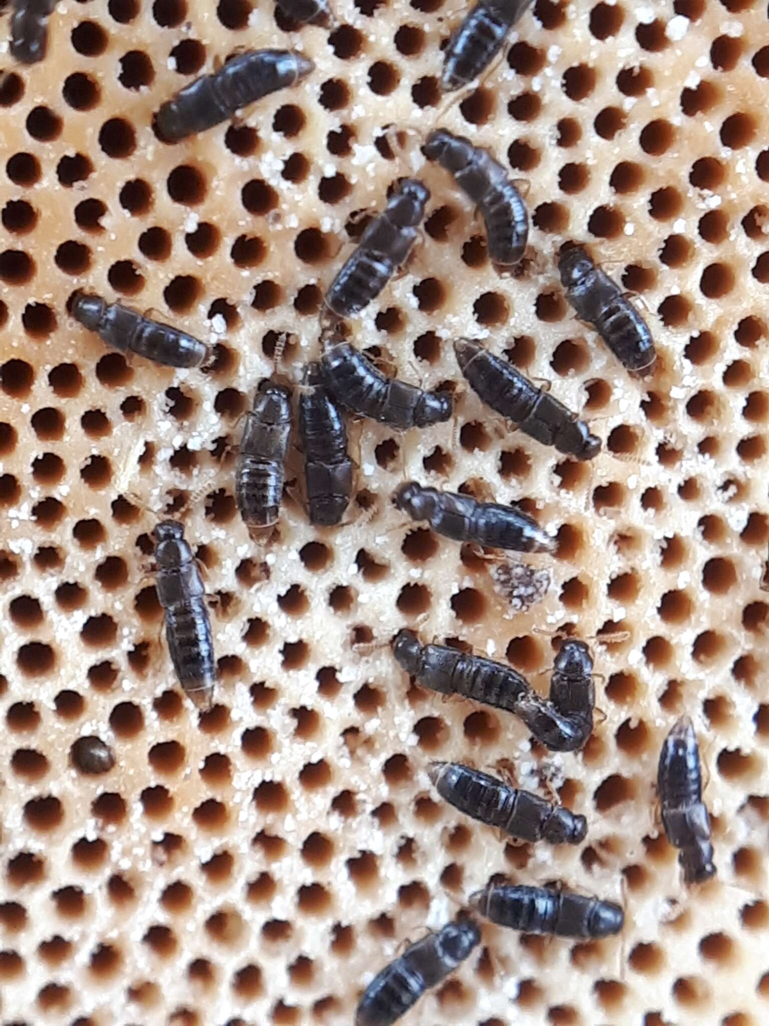 Plancia ëd Gyrophaena (Agaricophaena) boleti (Linnaeus 1758)