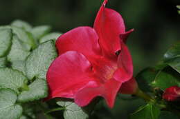 Plancia ëd Mandevilla sanderi (Hemsl.) R. E. Woodson