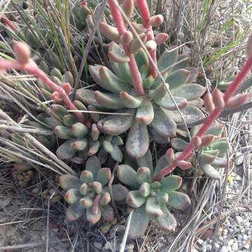 Image of Echeveria amoena L. de Smet ex E. Morr.