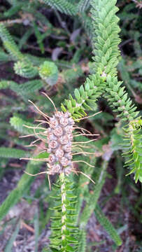 Image of dotted melaleuca