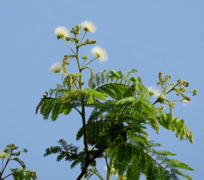 Imagem de Albizia amara (Roxb.) B. Boivin