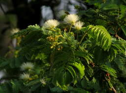 Imagem de Albizia amara (Roxb.) B. Boivin