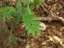 Image of Albizia amara (Roxb.) B. Boivin