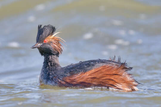 Image of Podiceps Latham 1787