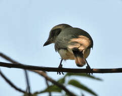 Слика од Tephrodornis pondicerianus (Gmelin & JF 1789)