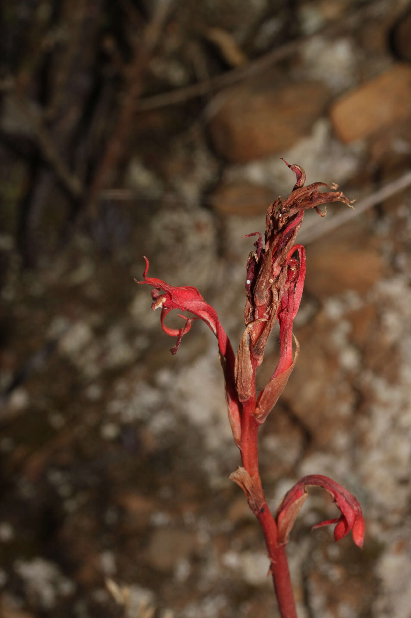 Porphyrostachys pilifera (Kunth) Rchb. fil.的圖片