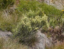 Image de Ozothamnus cupressoides Puttock & D. J. Ohlsen