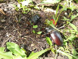 Image of Stag beetle