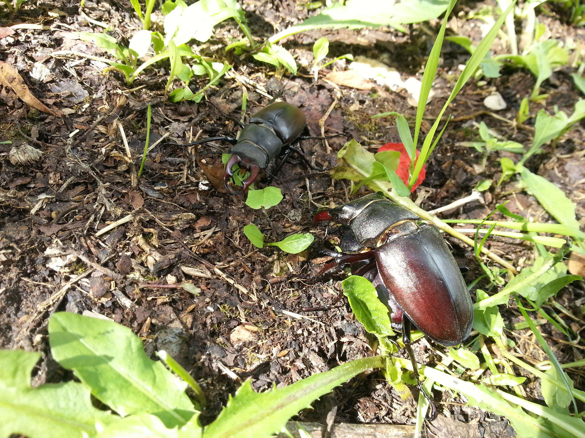 Image of Stag beetle