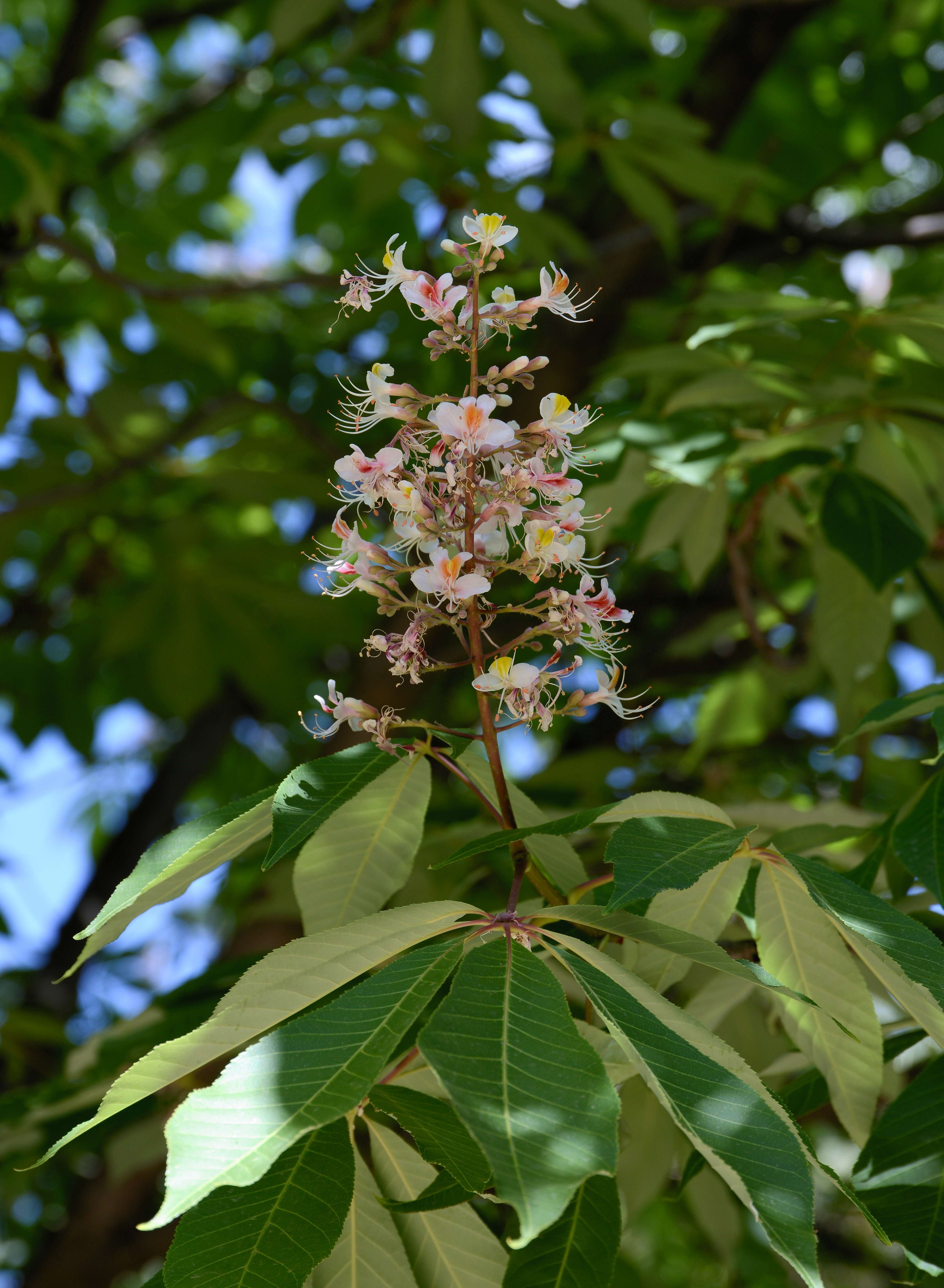 Imagem de Aesculus indica (Colebr. ex Cambess.) Hook.