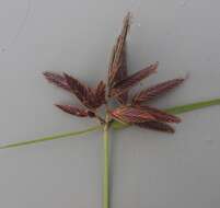 Cyperus nitidus Lam.的圖片