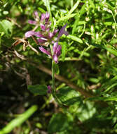 Image of Bill Williams Mountain giant hyssop
