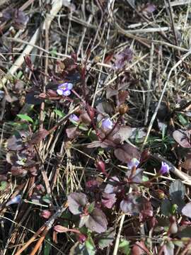 Imagem de Torenia crustacea (L.) Cham. & Schltdl.